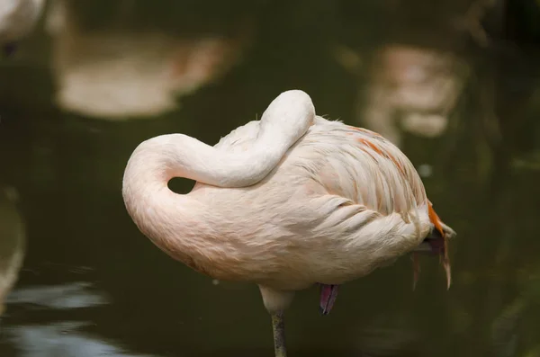 Felnőtt flamingó pihenteti a fejét és a nyakát a hátán, miközben áll a vízben. — Stock Fotó