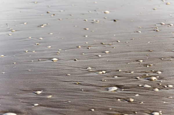 Plaża, piasek pełen muszli i szlak, który pozostawia ruch fal — Zdjęcie stockowe