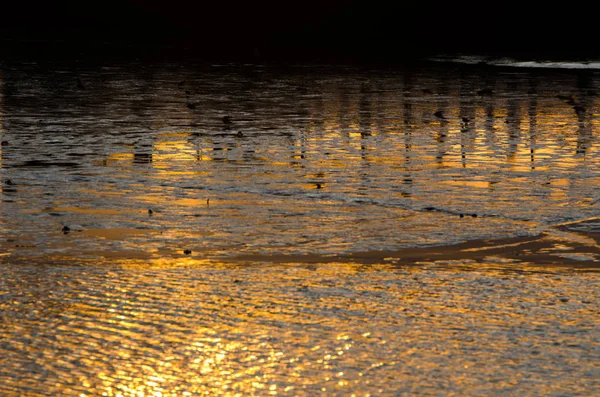 Golden landscape: sunlight reflecting on the water surface of the shore — Stock Photo, Image