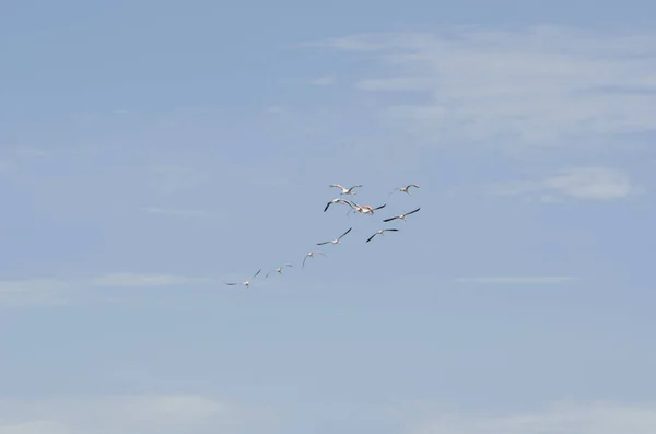 Rebanho de flamingos chilenos, phoenicopterus chilensis, voando — Fotografia de Stock