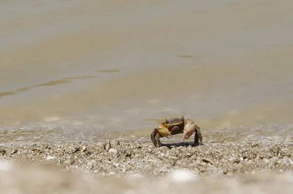 Нееловый краб, Chasmagnathus granulata, прогуливающийся по морскому берегу в Пунта-Расе — стоковое фото