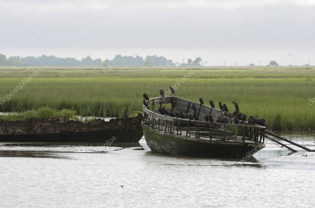 Group of seabirds standing on a destroyed boat. San Clemente del Tuyu.