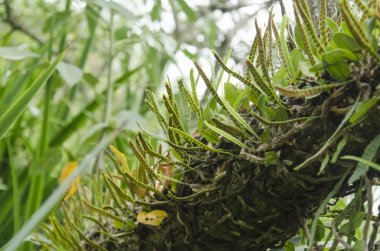 Küçük yeşil yapraklarının altında yaraları olan damarsız bir bitki.