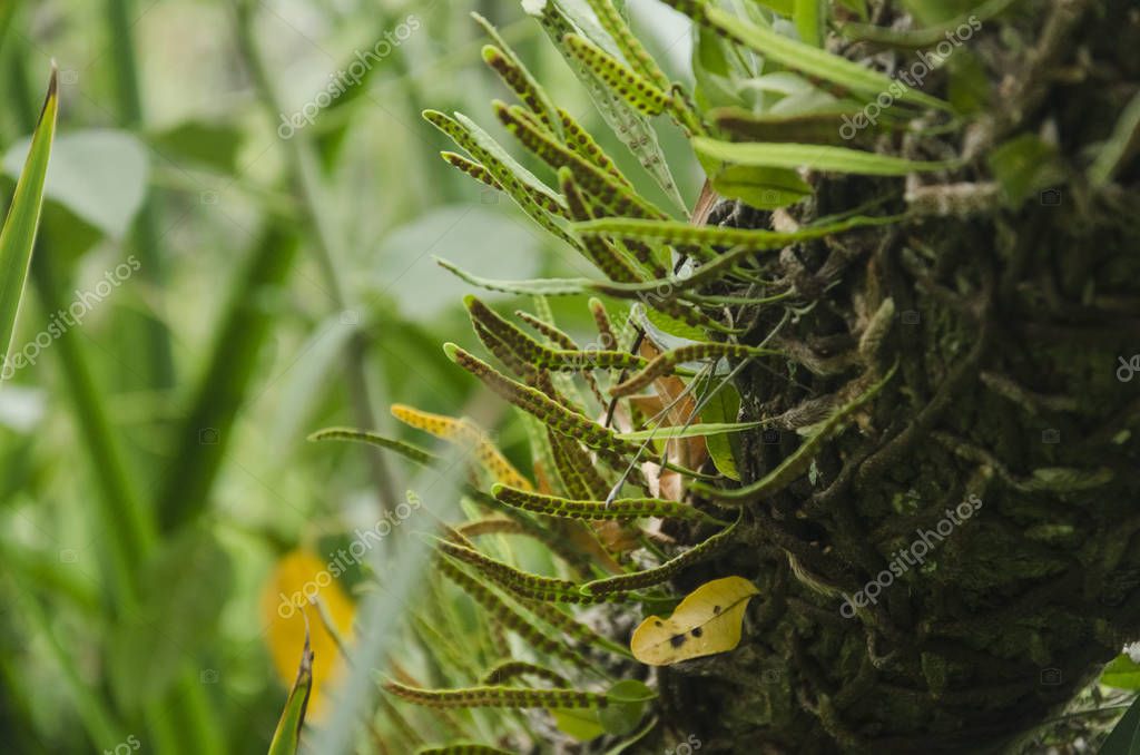 Planta no vascular con soros en la parte inferior de sus pequeñas hojas