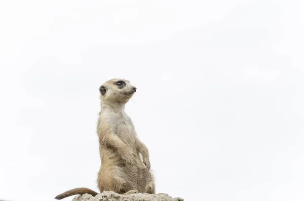 Meerkat, suricate, Suricata suricatta, wartownik; w niewoli — Zdjęcie stockowe