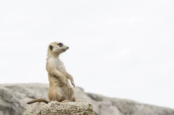 Meerkat, suricate, Suricata suricatta, wartownik; w niewoli — Zdjęcie stockowe