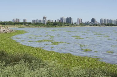 Rio de la Plata nehri kıyısı, su bitkileri ve Vicente L 'pez manzarası.