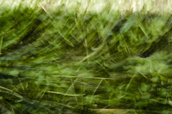 Fondo abstracto, textura vegetal verde —  Fotos de Stock