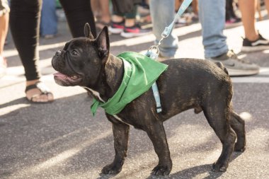 Başkent Federal, Buenos Aires / Arjantin; 19 Şubat 2020: Yasal, güvenli ve ücretsiz kürtaj lehinde gösteri; yeşil mendil giyen Fransız bulldog,