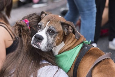Başkent Federal, Buenos Aires / Arjantin; 19 Şubat 2020: Yasal, güvenli ve ücretsiz kürtaj lehinde mitingler; yeşil mendil giyen boksör köpeği,