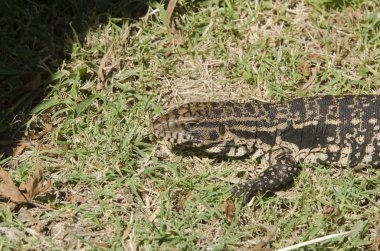 Arjantin siyah-beyaz tegu, Salvatore merianae, en büyük üç tegu kertenkelesi, Costanera sur ekolojik rezervi, Buenos Aires, Arjantin