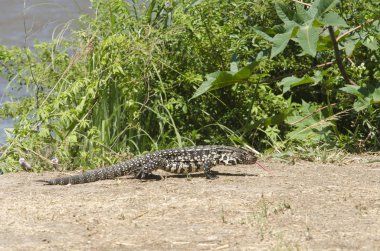Arjantin siyah beyaz tegu, Salvatore merianae, en büyük üç tegu kertenkelesi, Costanera sur ekolojik rezervinde, Buenos Aires, Arjantin