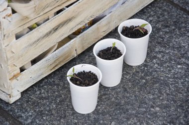 Capital Federal, Buenos Aires / Argentina; Oct 28, 2016: organic seedlings in a demonstration against the agrochemical business and in favor of agroecology