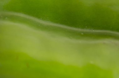 Sebze arkaplanı: yeşil dolmalık biber detayı, makro fotoğraf