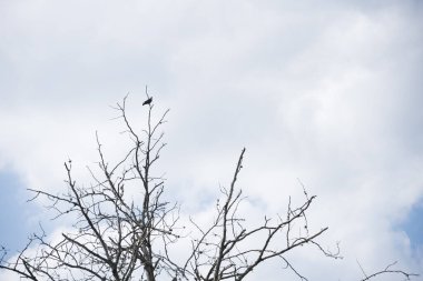Yapraksız ağaç dallarına tünemiş kuş, bulutlu bir gökyüzüne karşı
