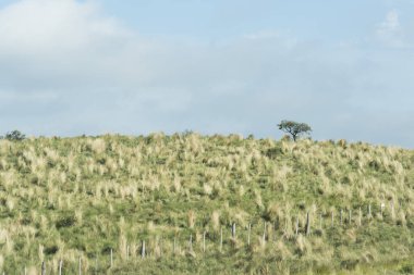 Arjantin, Cordoba 'da güneşli yaz manzarası