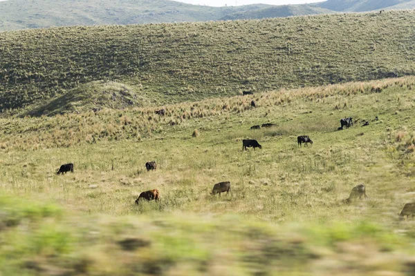 Paisaje Veraniego Brillante Soleado Córdoba Argentina Ganado Pastando Prado — Foto de Stock