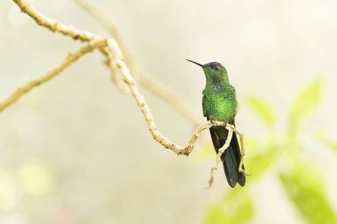 Erkek sinekkuşu, mor başlıklı ağaçkakan, Thalurania glaucopis, bir ağaç dalında duruyor. Ön manzara. Iguazu, Brezilya.