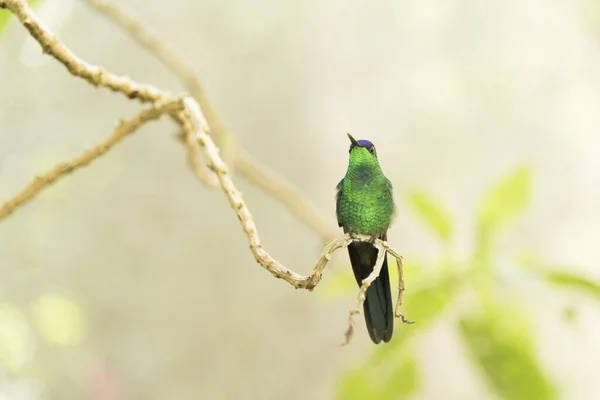 Male Hummingbird Violet Capped Woodnymph Thalurania Glaucopis Standing Tree Branch — Stock Photo, Image
