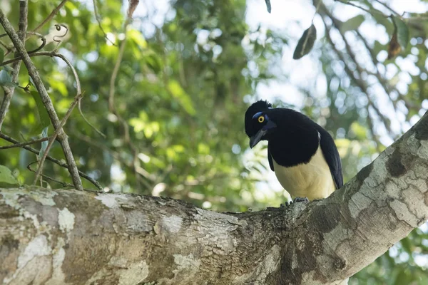 Der Eichelhäher Cyanocorax Chrysops Thront Auf Einem Ast Iguazu Brasilien — Stockfoto