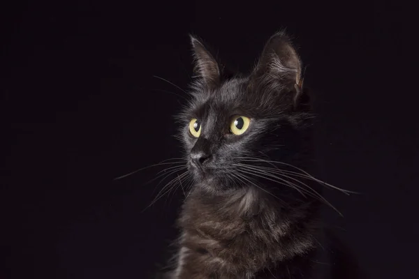 Pet Porträtt Vacker Svart Katt Med Gula Ögon Och Uppmärksam — Stockfoto