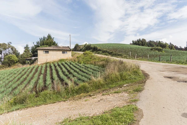 Aquitania Boyaca Colombia April 2018 Landsbygdslandskap Anderna Fält Walesisk Lök — Stockfoto