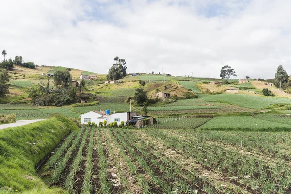 Aquitania Boyaca Colombia April 2018 Landsbygdslandskap Anderna Fält Walesisk Lök — Stockfoto