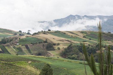 Aquitania, Boyaca / Kolombiya; 8 Nisan 2018: Andean kırsal arazisi, tarım alanları, ağırlıklı olarak galli soğan, Allium fistulosum, Tota Gölü yakınlarında