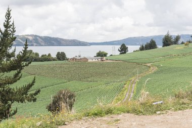 Aquitania, Boyaca / Kolombiya; 8 Nisan 2018: Andean manzarası, Galler soğan tarlalarıyla çevrili kırsal ev, Tota yakınlarındaki Allium fistulosum, en büyük Kolombiya gölü.