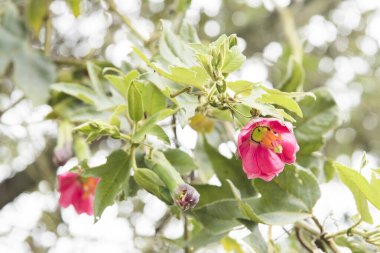 Muz tutkusu meyvesi. Curuba olarak da bilinir. Passiflora karışımı.