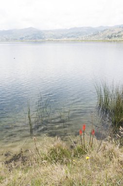 Aquitania, Boyaca: Lily Torch, Kniphofia Uvaria, Kolombiya 'nın en büyük gölü olan Tota kıyısında