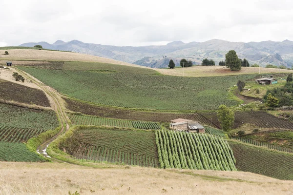 Aquitanië Boyaca Colombia April 2018 Andeslandschap Landhuizen Welshe Uienvelden Allium — Stockfoto