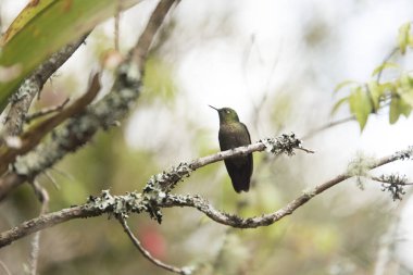Bir dalın üzerinde duran erkek sinekkuşu, tyrian metal kuyruğu, Metalura tyrianthina. La Calera, Cundinamarca, Kolombiya