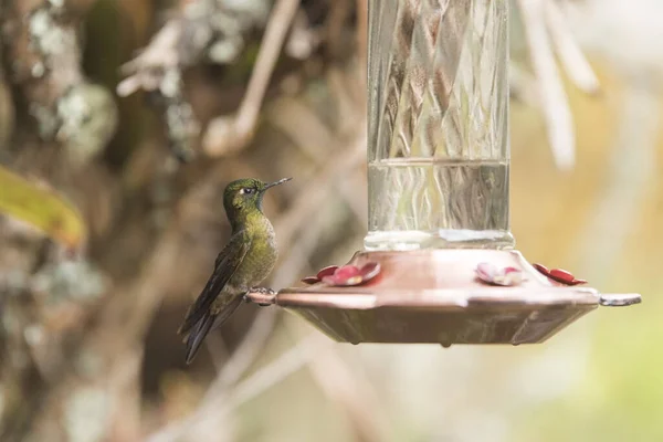 Tyrischer Metaltail Kolibri Metallura Tyrianthina Steht Auf Einem Trog Calera — Stockfoto