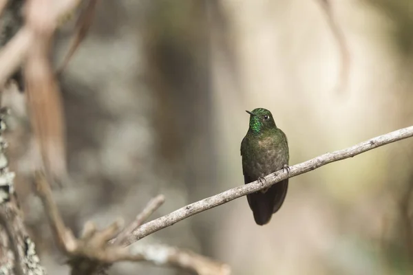 Männlicher Kolibri Auf Einem Ast Stehend Tyrischer Metallschwanz Metallura Tyrianthina — Stockfoto