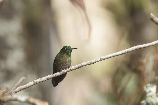 Männlicher Kolibri Auf Einem Ast Stehend Tyrischer Metallschwanz Metallura Tyrianthina — Stockfoto