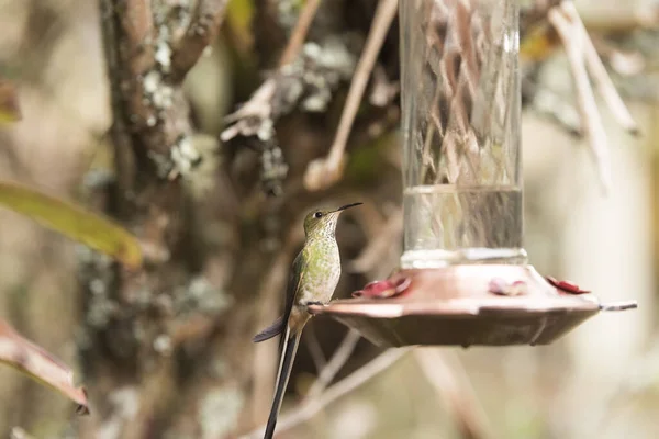 Weibliches Exemplar Des Schwarzschwanz Zugvogels Lesbia Victoriae Ein Grüner Schöner — Stockfoto