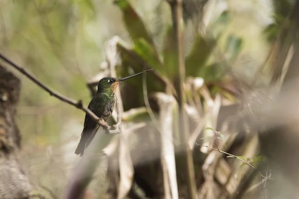 Weiblicher Kolibri Der Auf Einem Ast Steht Blaukehl Sternschnuppe Coeligena — Stockfoto