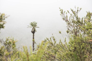 Chingaza Ulusal Doğal Parkı, Kolombiya. Yerli bitki örtüsü, Paramo ekosistemi: Frailejon, espeletia uribei