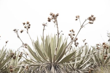 Chingaza Ulusal Doğal Parkı, Kolombiya. Yerli bitki örtüsü, Paramo ekosistemi: Frailejon, espeletia grandiflora