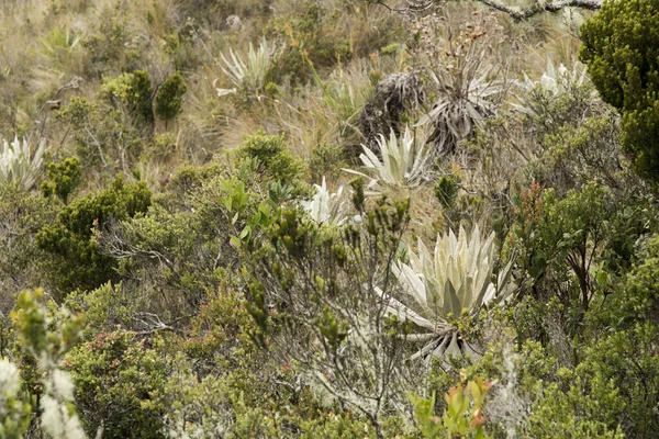 Chingazan Luonnonpuisto Kolumbia Paramo Maisema Natiivi Kasvillisuus Mukaan Lukien Frailejones — kuvapankkivalokuva