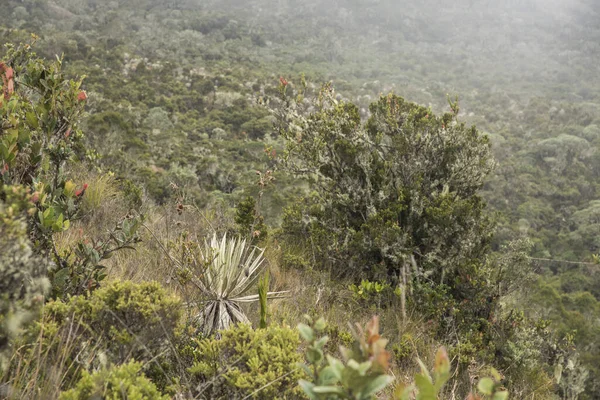 Chingaza National Natural Park Colombia Foggy Landscape Vegetation Typical Paramo — Stock Photo, Image