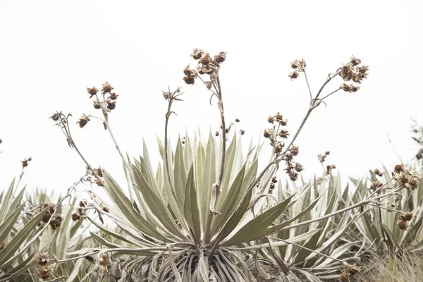 Chingaza Nationaal Natuurpark Colombia Inheemse Vegetatie Paramo Ecosysteem Frailejon Espeletia — Stockfoto