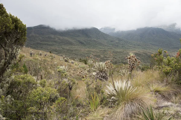 Chingaza National Natural Park Kolumbien Bewölkte Landschaft Typische Vegetation Des — Stockfoto