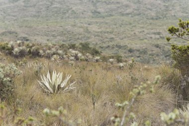 Chingaza Ulusal Doğal Parkı, Kolombiya. Mağripli manzarası: Paramo 'nun tipik bitki örtüsü, kırılganlıklar, espeletia