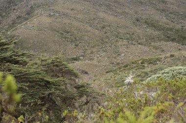 Chingaza Ulusal Doğal Parkı, Kolombiya. Mağripli manzarası: Paramo 'nun tipik bitki örtüsü, kırılganlıklar, espeletia