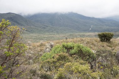 Chingaza Ulusal Doğal Parkı, Kolombiya. Bulutlu arazi: Paramo 'nun tipik bitki örtüsü, kırılganlık, espeletia grandiflora dahil.