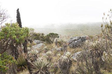Chingaza Ulusal Doğal Parkı, Kolombiya. Mağripli manzarası: Paramo 'nun tipik bitki örtüsü, kırılganlık, espeletia grandiflora ve puya goudotiana dahil olmak üzere.