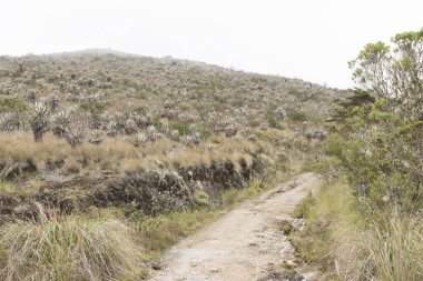 Chingaza Ulusal Doğal Parkı, Kolombiya. Paramo, kırsalda doğal bitki örtüsü olan bir patika, kırılganlık, espeletia grandiflora