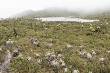 Chingaza National Natural Park, Colombia. Buitrago lagoons, foggy moor landscape, mountains hidden in the mist and native plants, such as frailejones, espeletia clipart